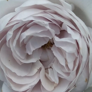 Поръчка на рози - Лилав - Носталгични рози - дискретен аромат - Pоза Гриселис - Доминик Масад - За да запазите цвета по време на цъвтене,препоръчително е да я засадите на полу сенчесто място.